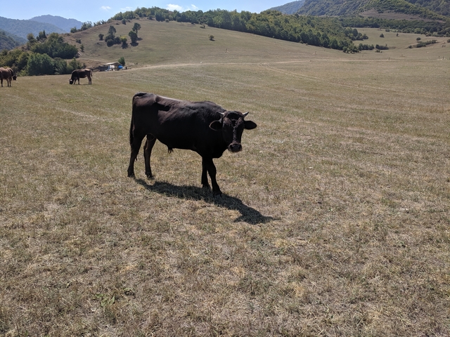       Lone black cow standing in an open dry field with hills in the distance.
  