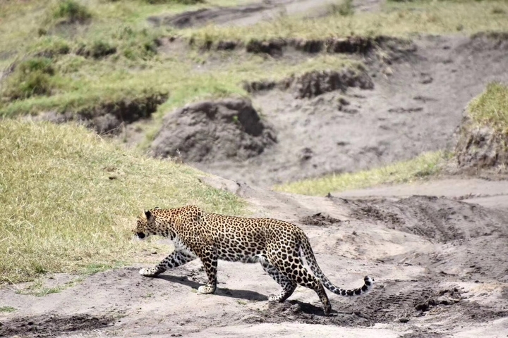       Leopard walking on a rugged terrain.
  