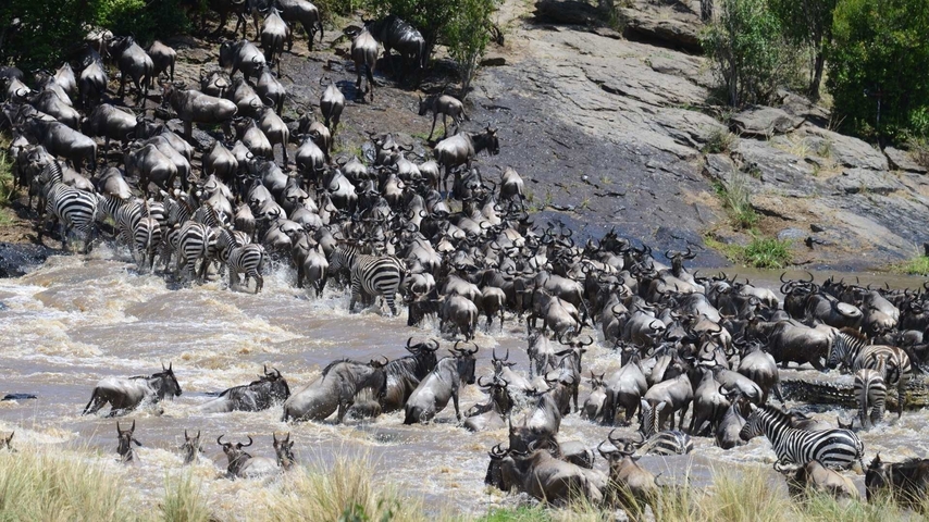       Herd of wildebeest and zebras crossing a river.
  