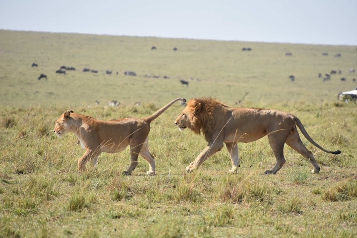       Lions walking in a savanna landscape.
  