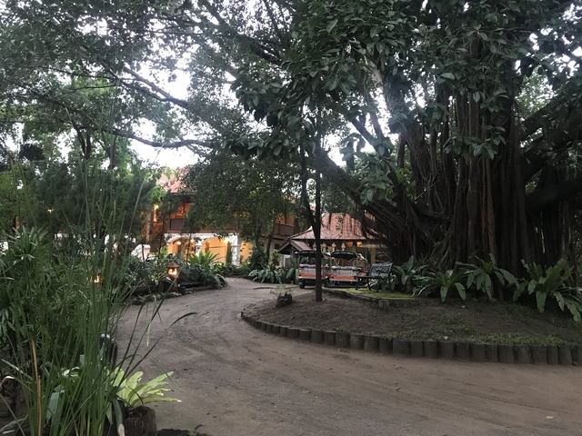 Lush garden with trees and a small house.