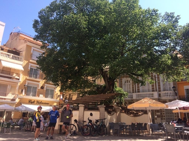 A lively square with people, a large tree, and cafe umbrellas.
