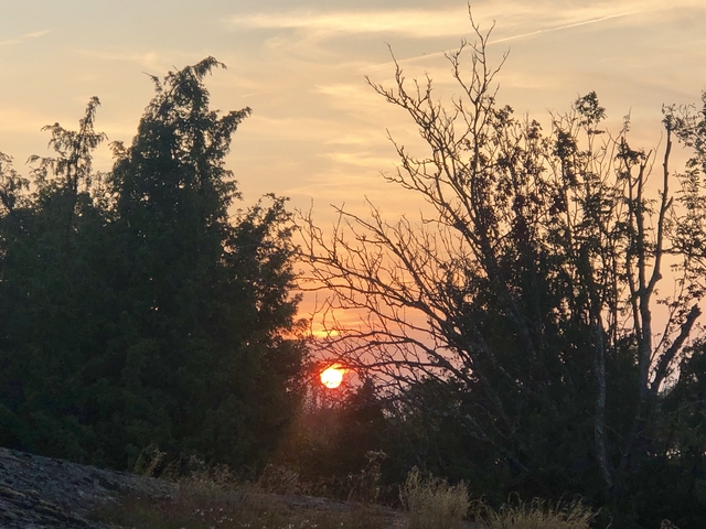 Sunset view through silhouettes of trees