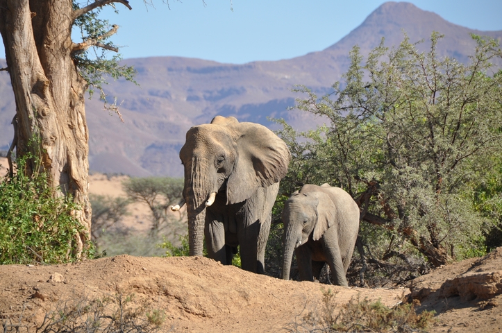 Two elephants walking among trees, with mountains in the background.