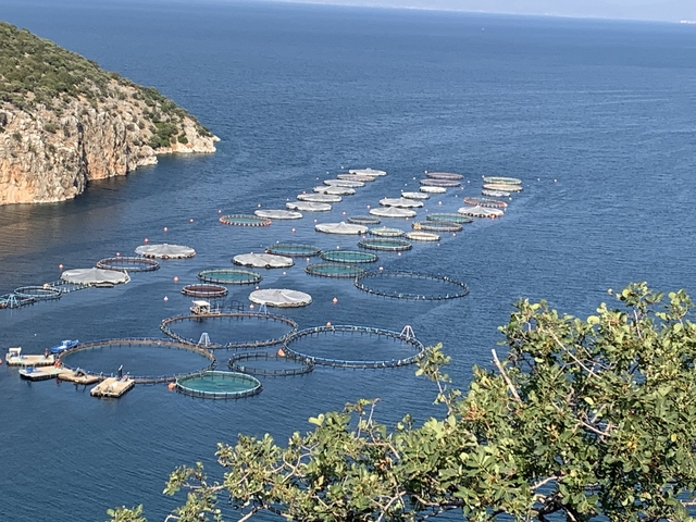 Aquaculture fish farming rings in a bay