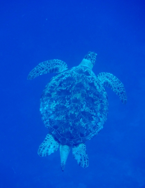       Sea turtle swimming underwater with a blue ocean background.
  