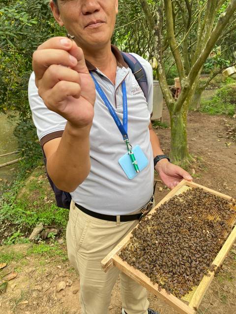 Person holding a board with bees on it in a garden.