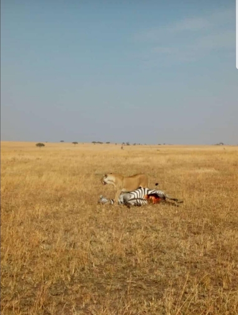       Lion with its prey in an open field during the day.
  