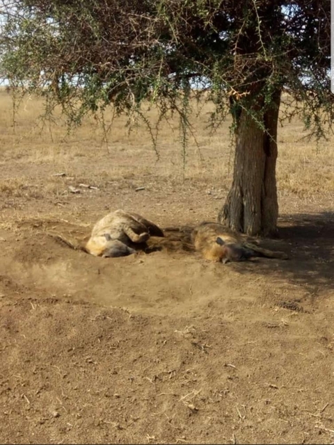       Two predators resting under a tree in a dry landscape.
  