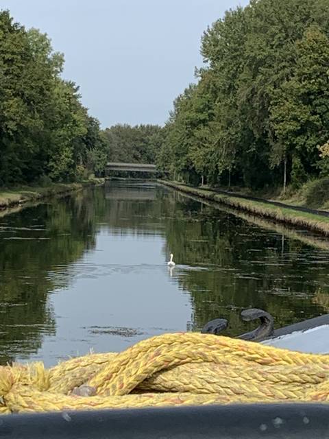 Waterway view with lush greenery and a distant bird.