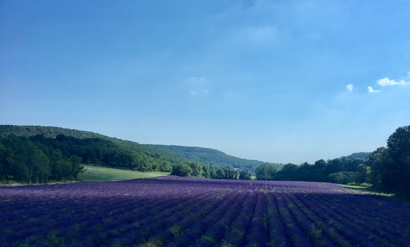 Lavender field under a clear blue sky.