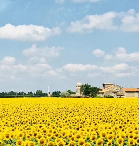 Field of sunflowers with distant buildings and windmills.