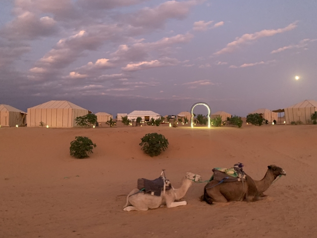       Desert campsite with camels during dusk
  