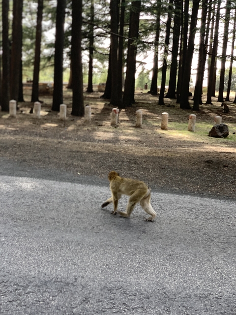       Monkey crossing a road in a forested area
  