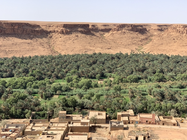       Oasis with palm trees and surrounding arid landscape
  