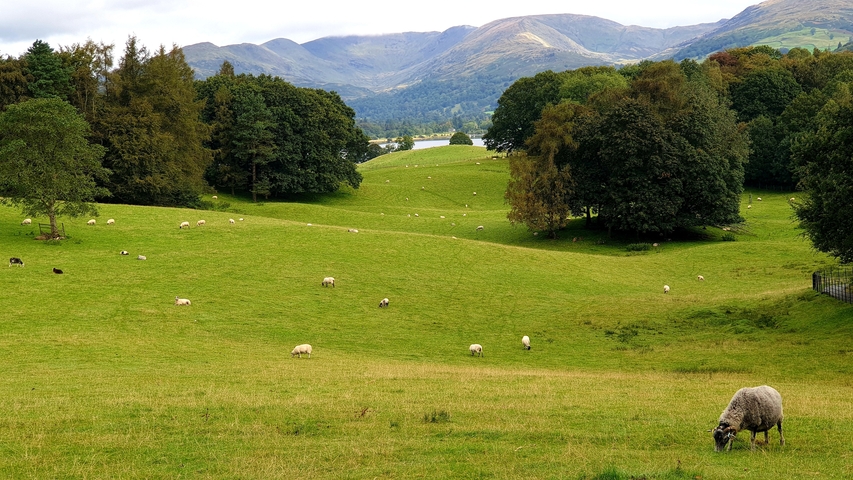 Rolling green hills with sheep grazing and mountains in the background.