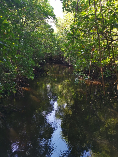 Dense mangrove forest with water channels.