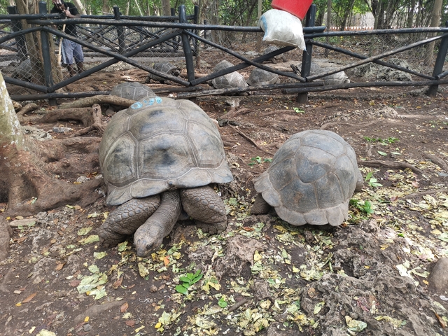 Two large turtles resting on a forest floor.