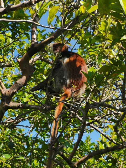       A monkey in a tree among green foliage.
  