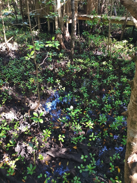       Mangrove saplings growing in a muddy area.
  