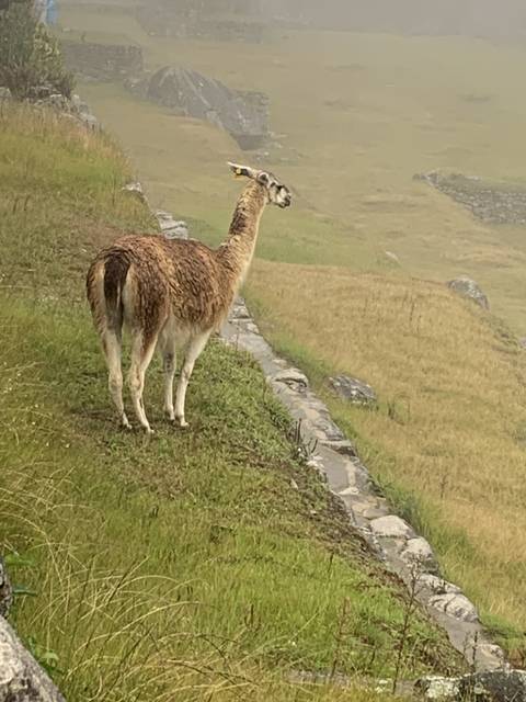 Llama standing on a grassy slope.