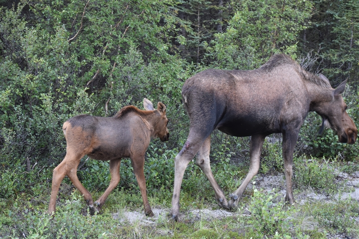       Mother and calf moose walking along a path.
  