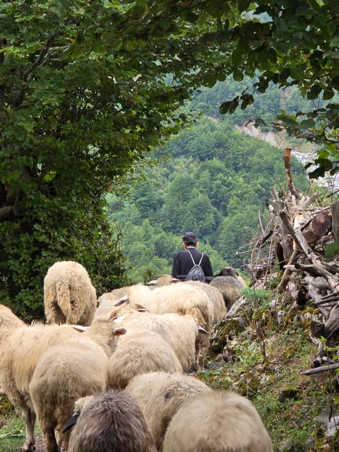       A shepherd leading a flock of sheep through a wooded path.
  