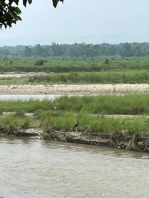 River with grassy banks and trees in the background.