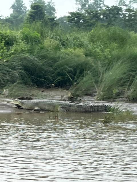       Crocodile on a riverbank with green vegetation.
  