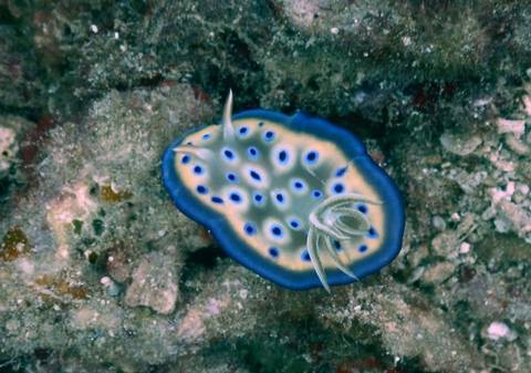       Klantbeoordelingsfoto van Klassiek Borneo 
  