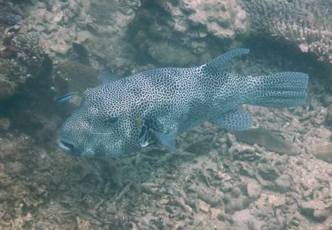       Pufferfish underwater in a coral environment.
  