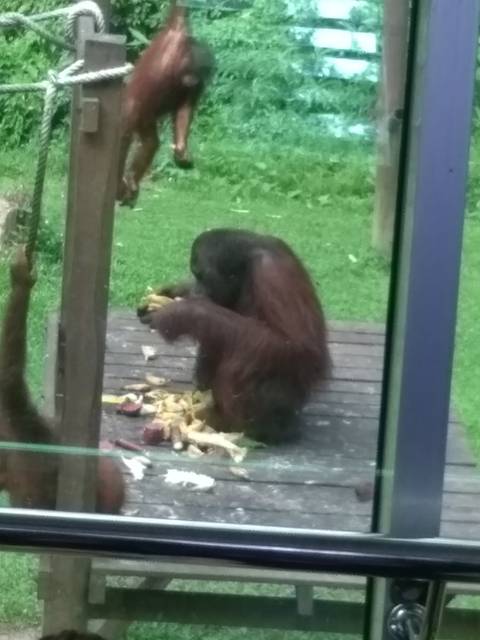       Monkey sitting on a wooden platform eating.
  