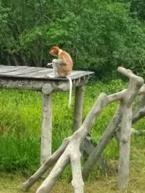       Monkey sitting on a wooden platform.
  