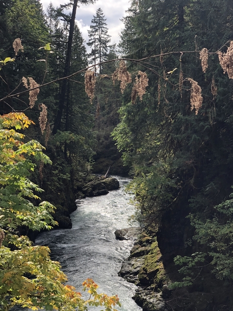 River flowing through a densely forested area.
