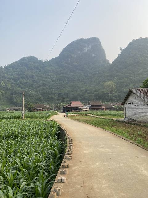       Rural path leading through dense vegetation with mountains.
  
