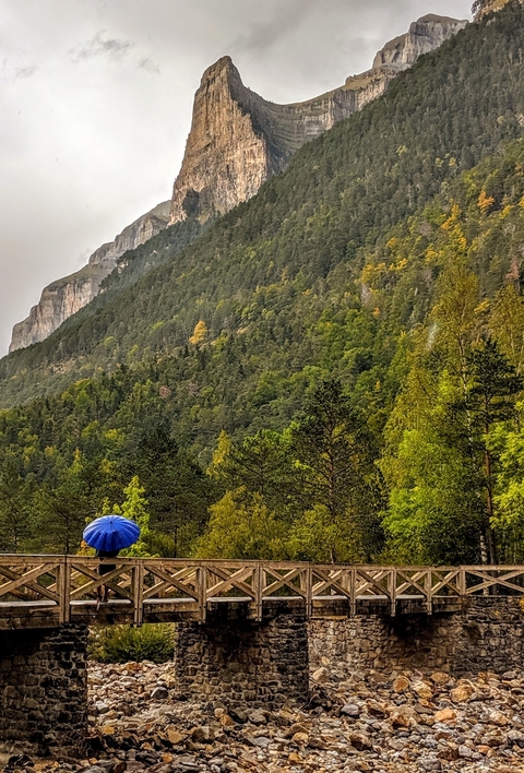       A hiker walking through a lush forest with mountains in the background.
  