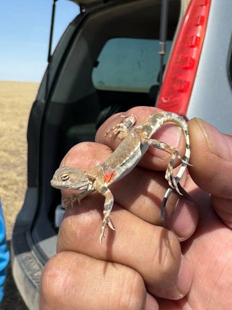       Person holding a small lizard.
  
