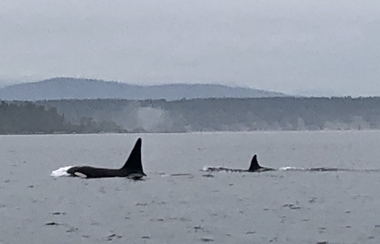 Orcas swimming in the ocean with a misty background.