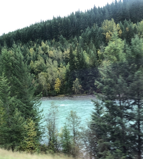 Dense forest with a river running through it.