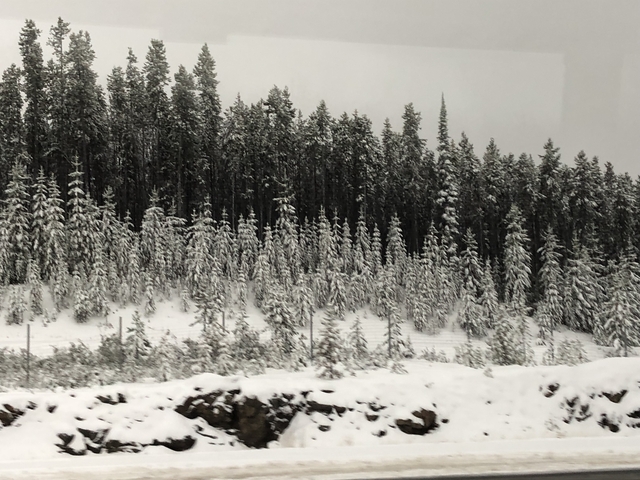 Snow-covered forest landscape.