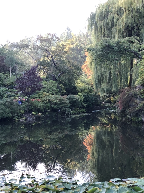 Lush garden with diverse plant life reflected in a tranquil water surface.