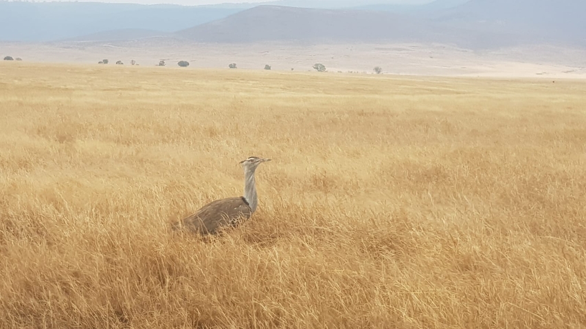 Large bird standing in tall grass in open plains.