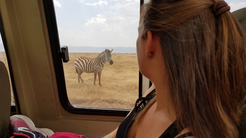 Person viewing a zebra through a safari vehicle window.