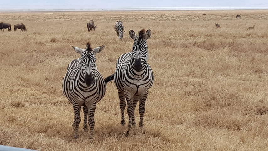 Two zebras standing in a grassy field with other animals.