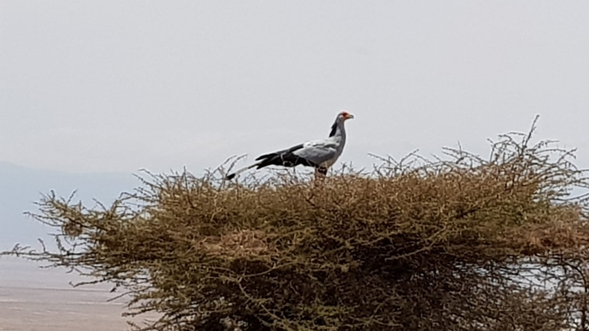 Bird sitting on a tree in a grassland setting.