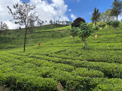 Lush green terraced fields on a hillside.