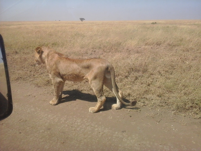       Lion standing on a dirt road in a grassy landscape.
  