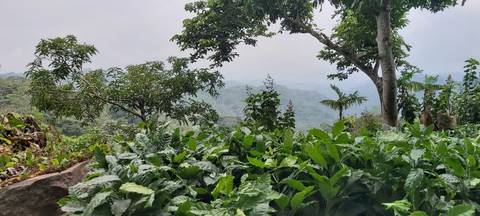 Lush green foliage and a view of the landscape below.