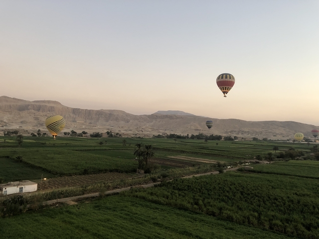       Hot air balloons over fields in the early morning.
  