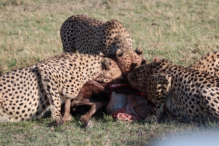 Cheetahs feeding on prey in a grassland.